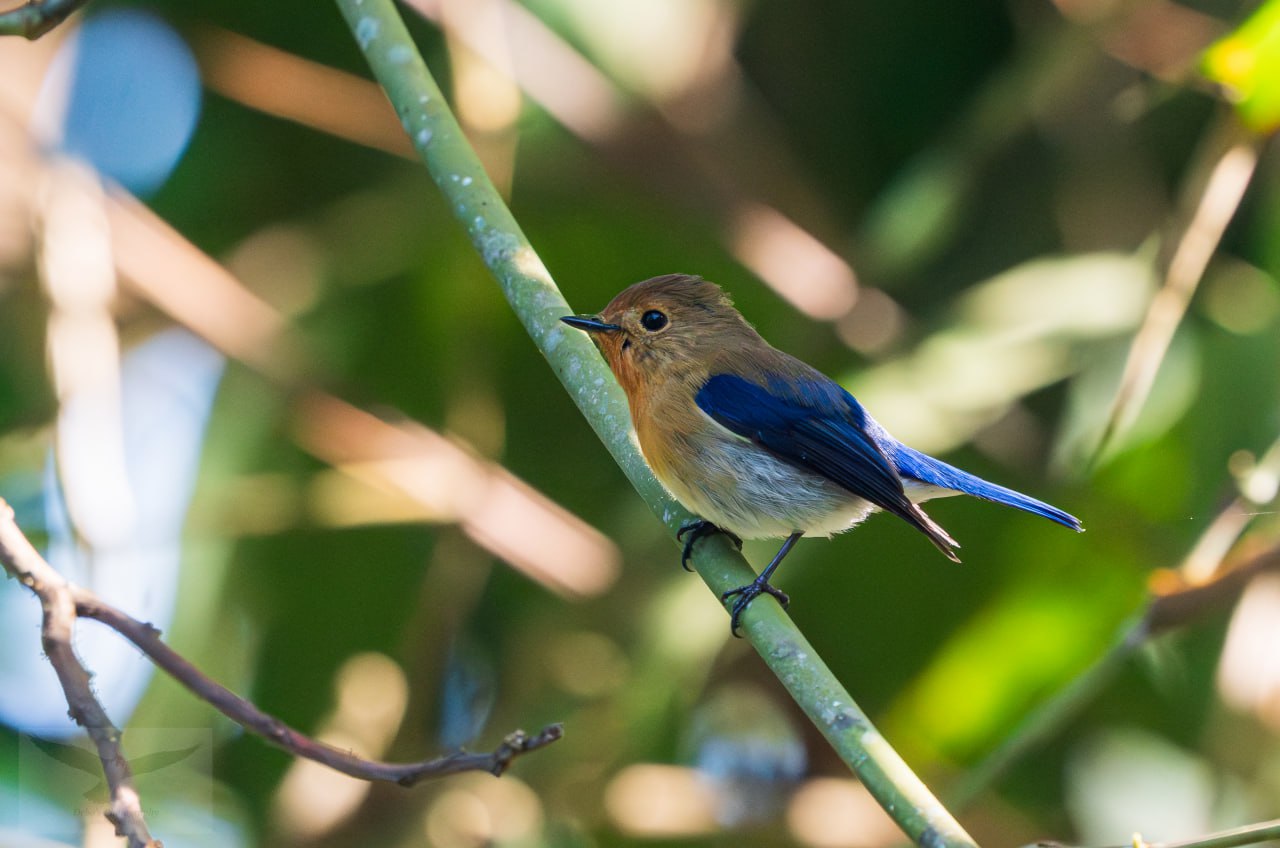 A female Sapphire Flycatcher perched delicately on a branch.
