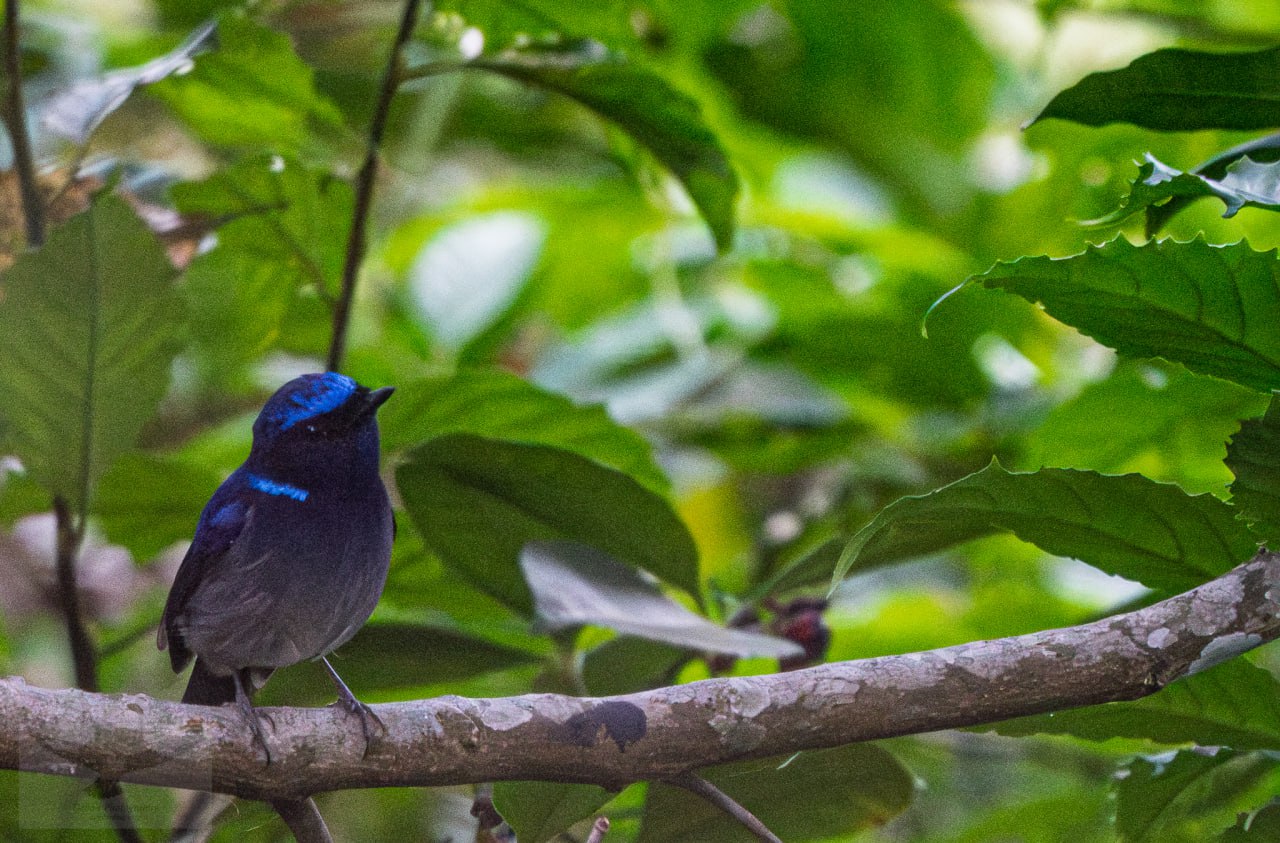 The stunning male Sapphire Flycatcher showing off its vibrant colors.