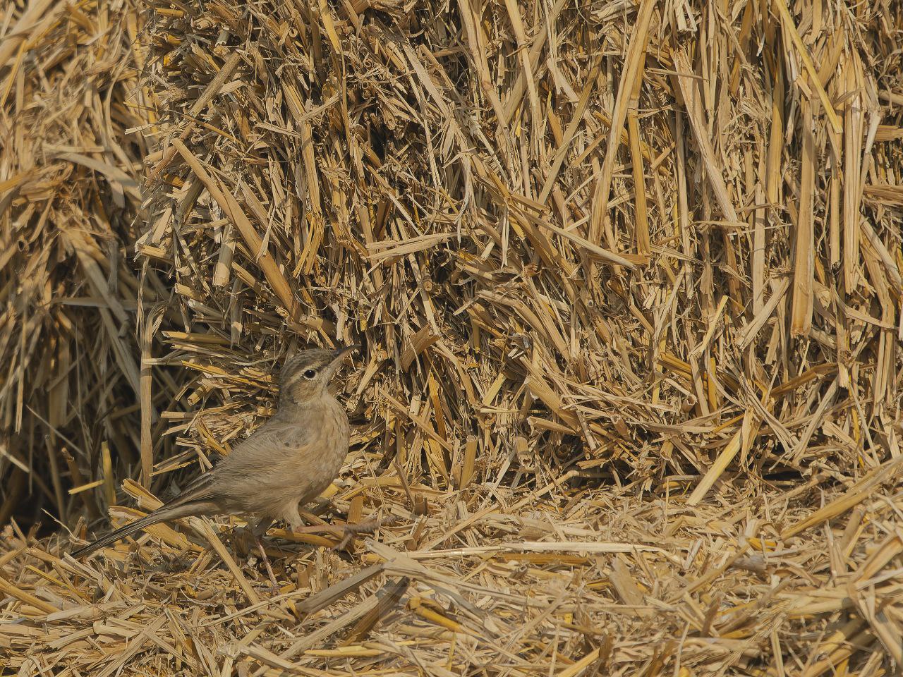 A Long-billed Pipit perched elegantly on a mound of harvested paddy.