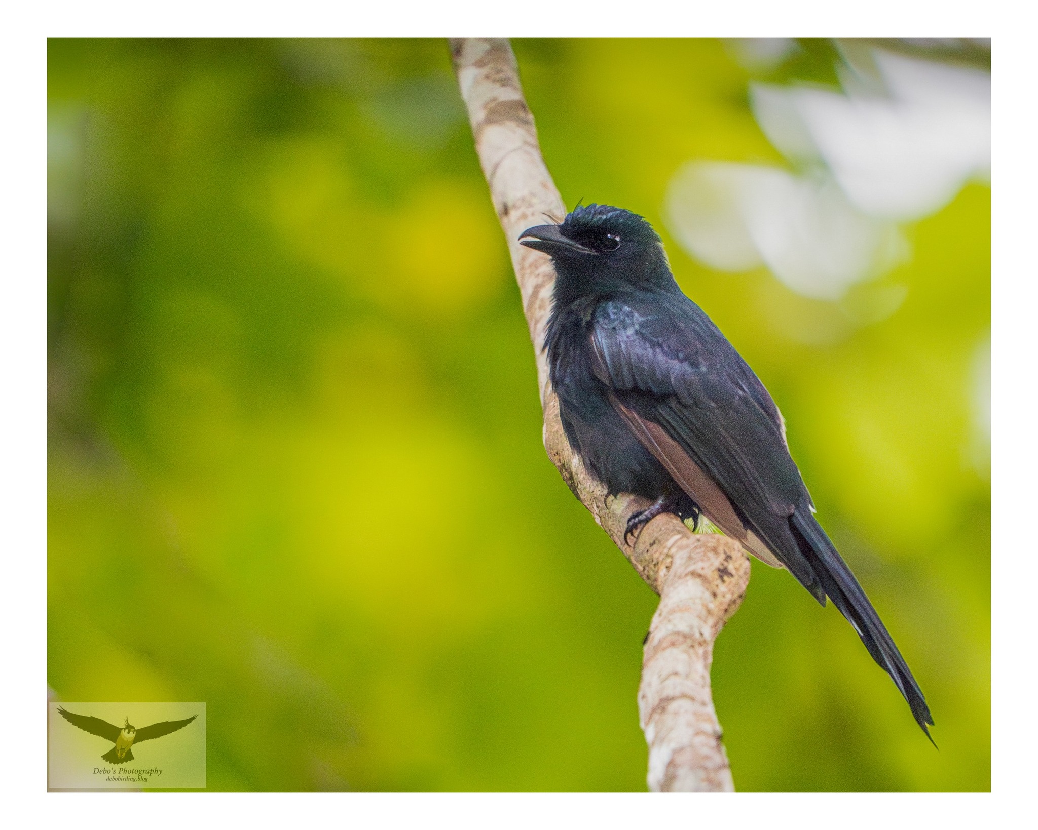 Andaman drongo