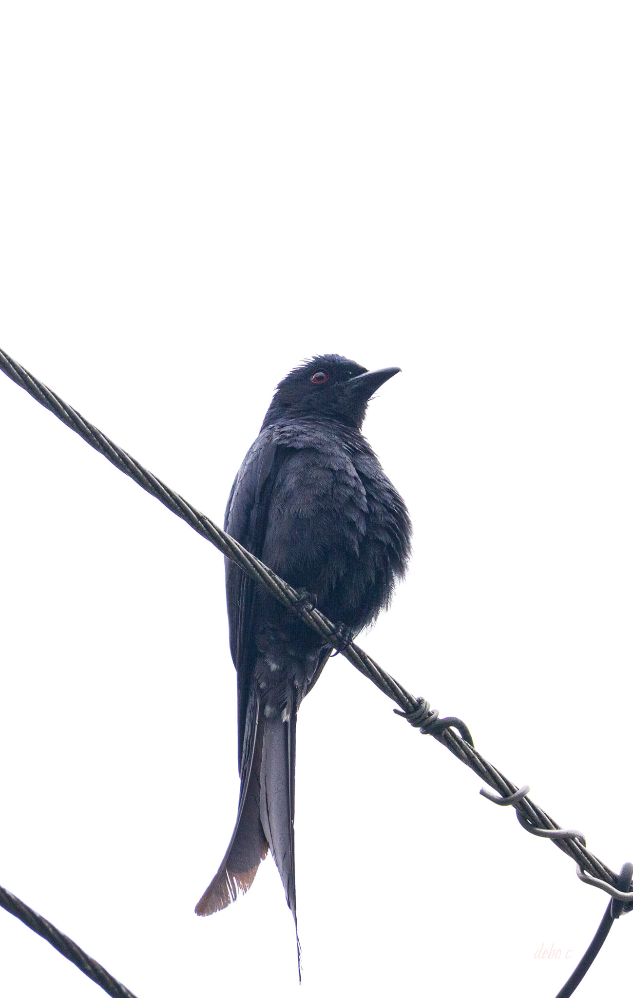 ashy drongo