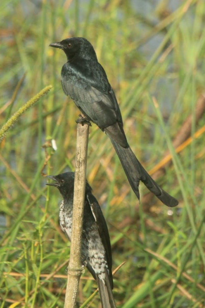black drongo