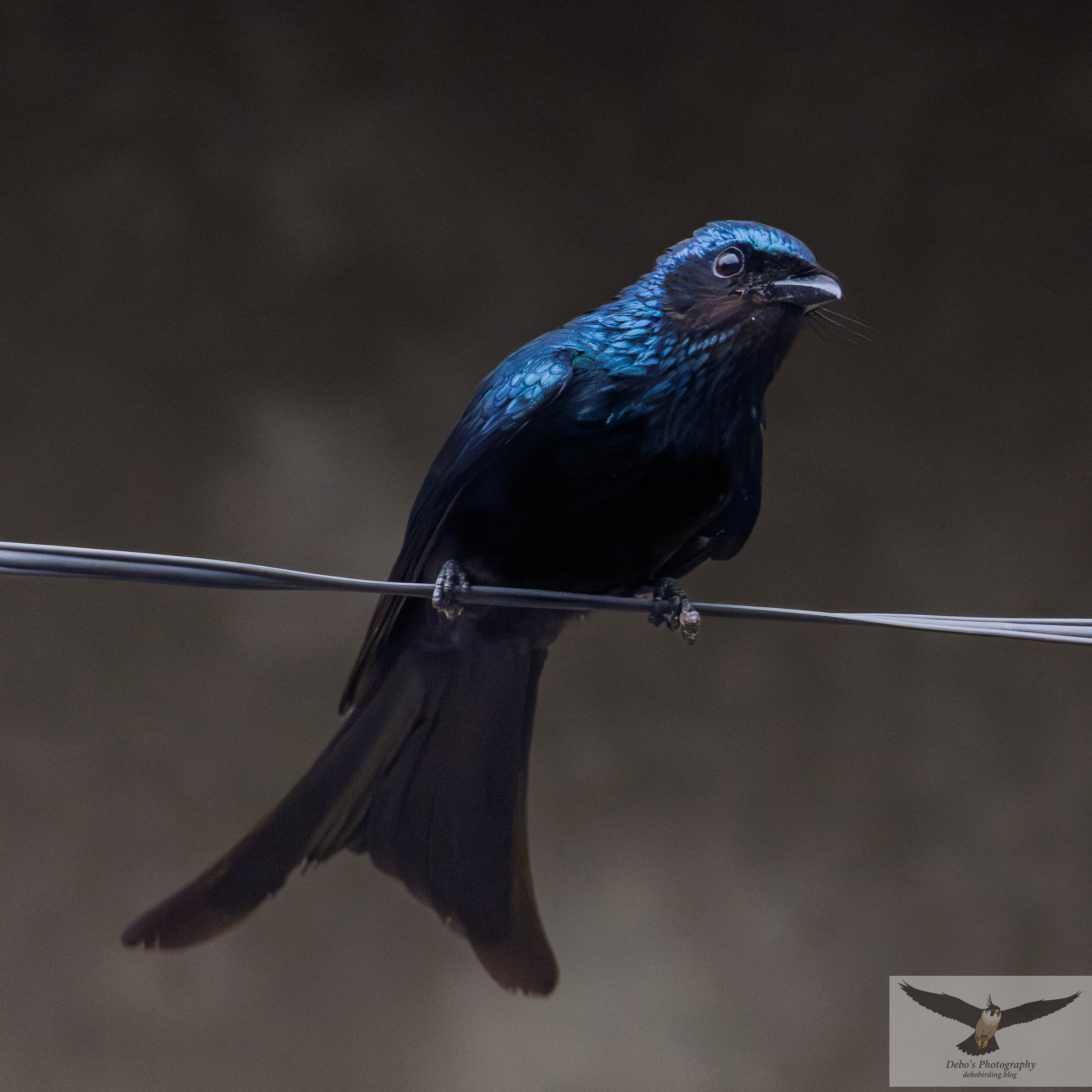 bronze drongo
