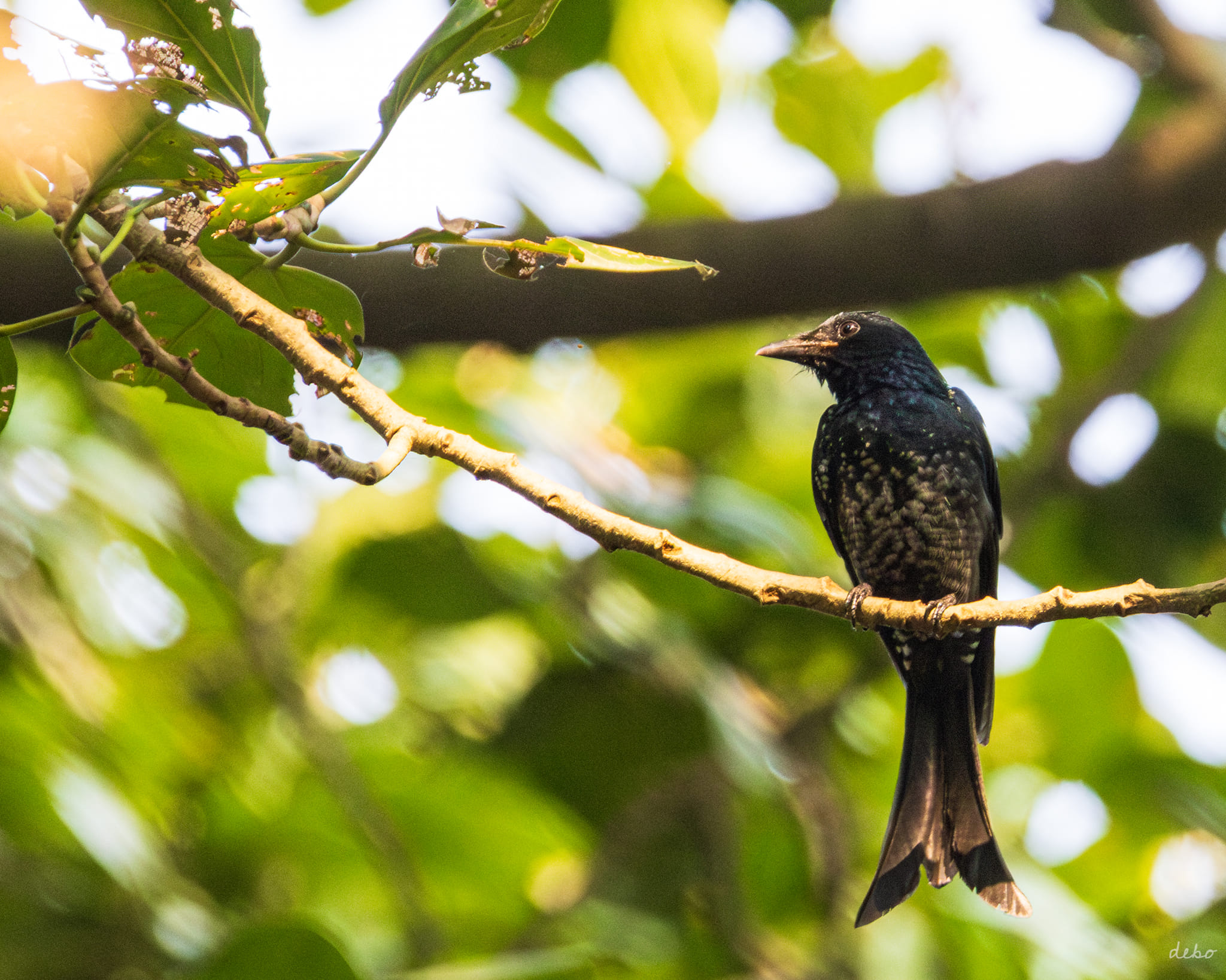 Crow billed drongo