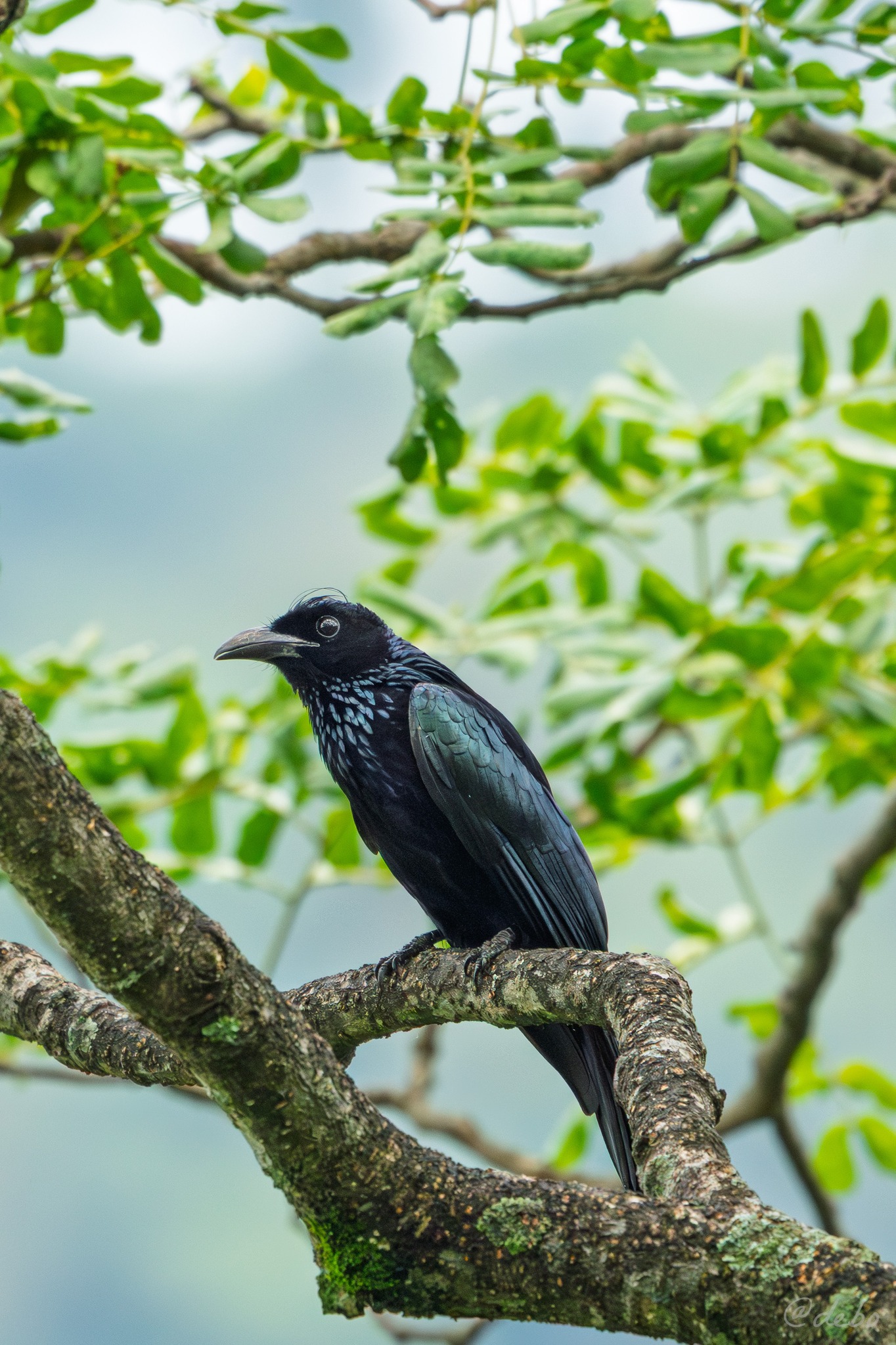 Hair crested drongo