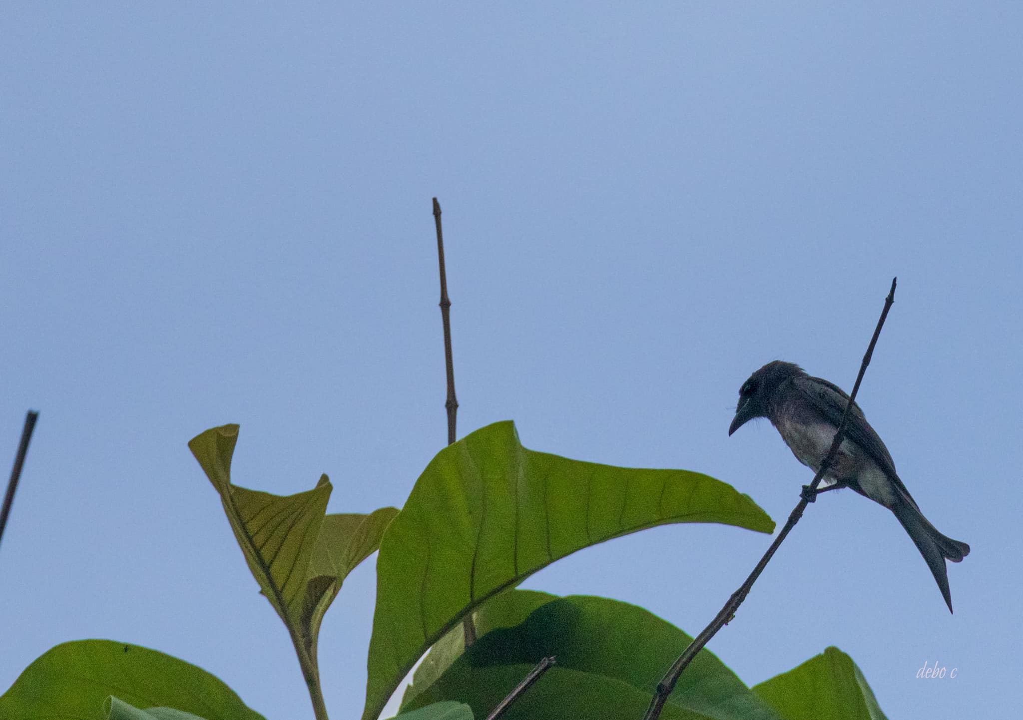white bellied drongo