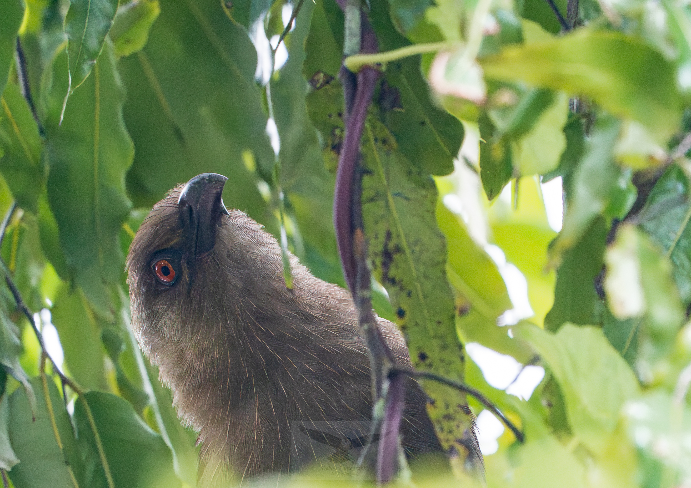 Andaman Coucal Head shot