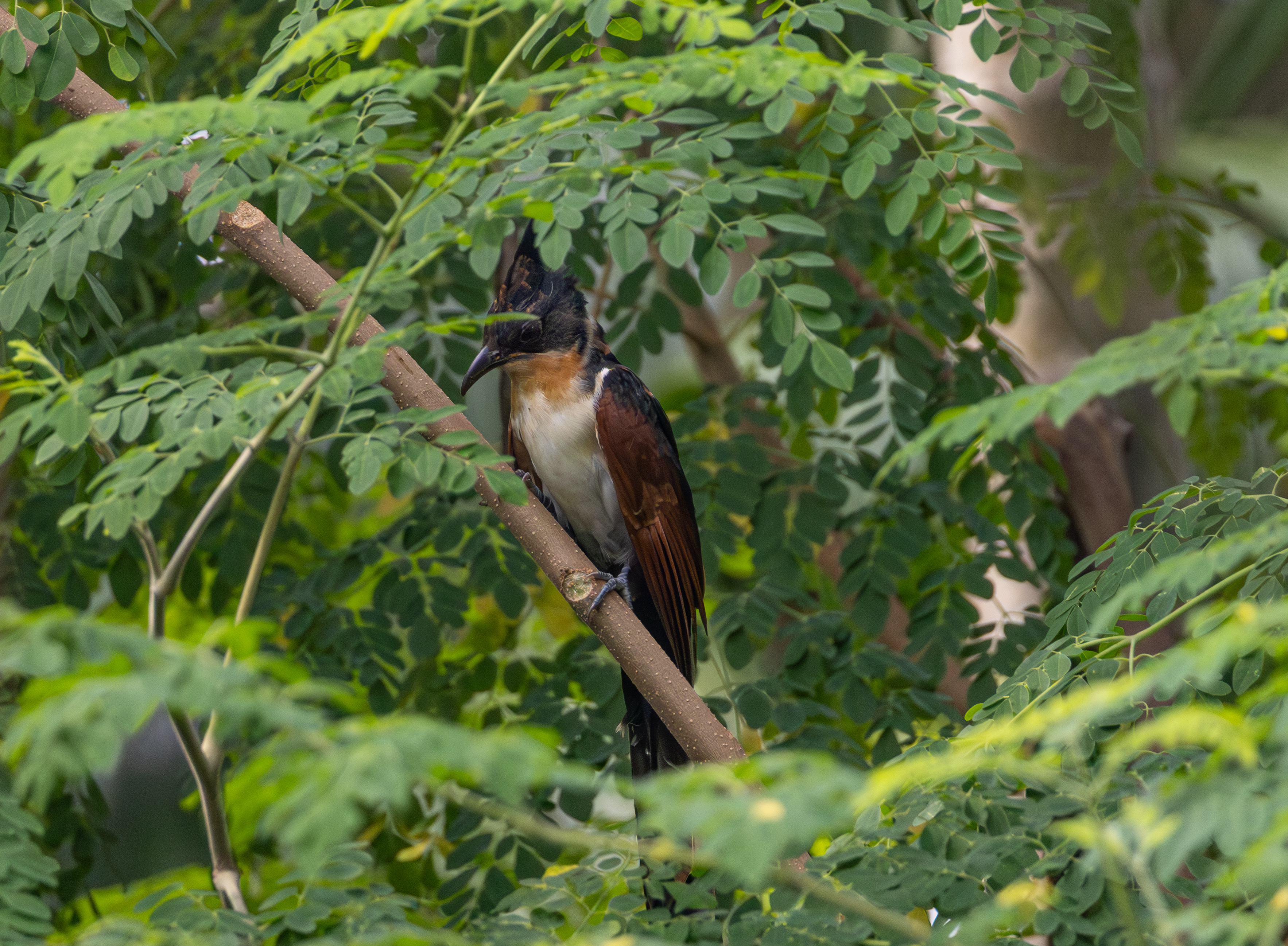 chestnut-winged cuckoo