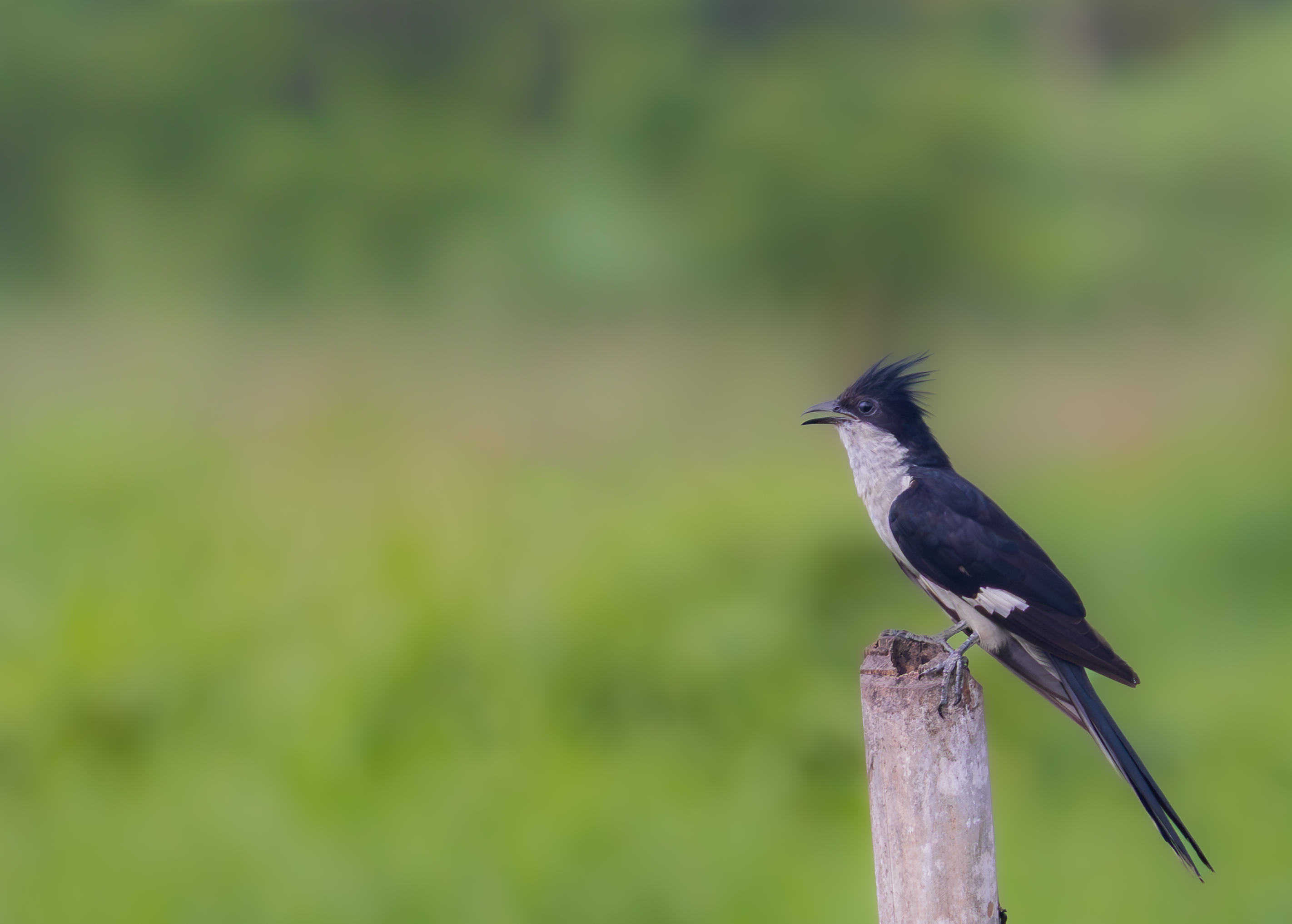 jacobin cuckoo