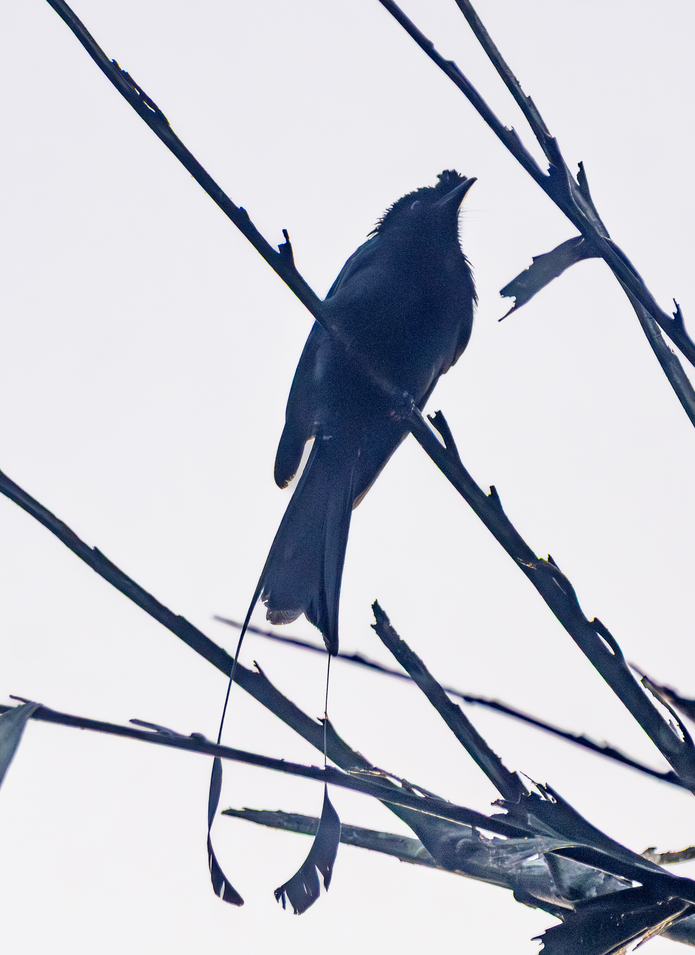 Greater Racket-tailed Drongo