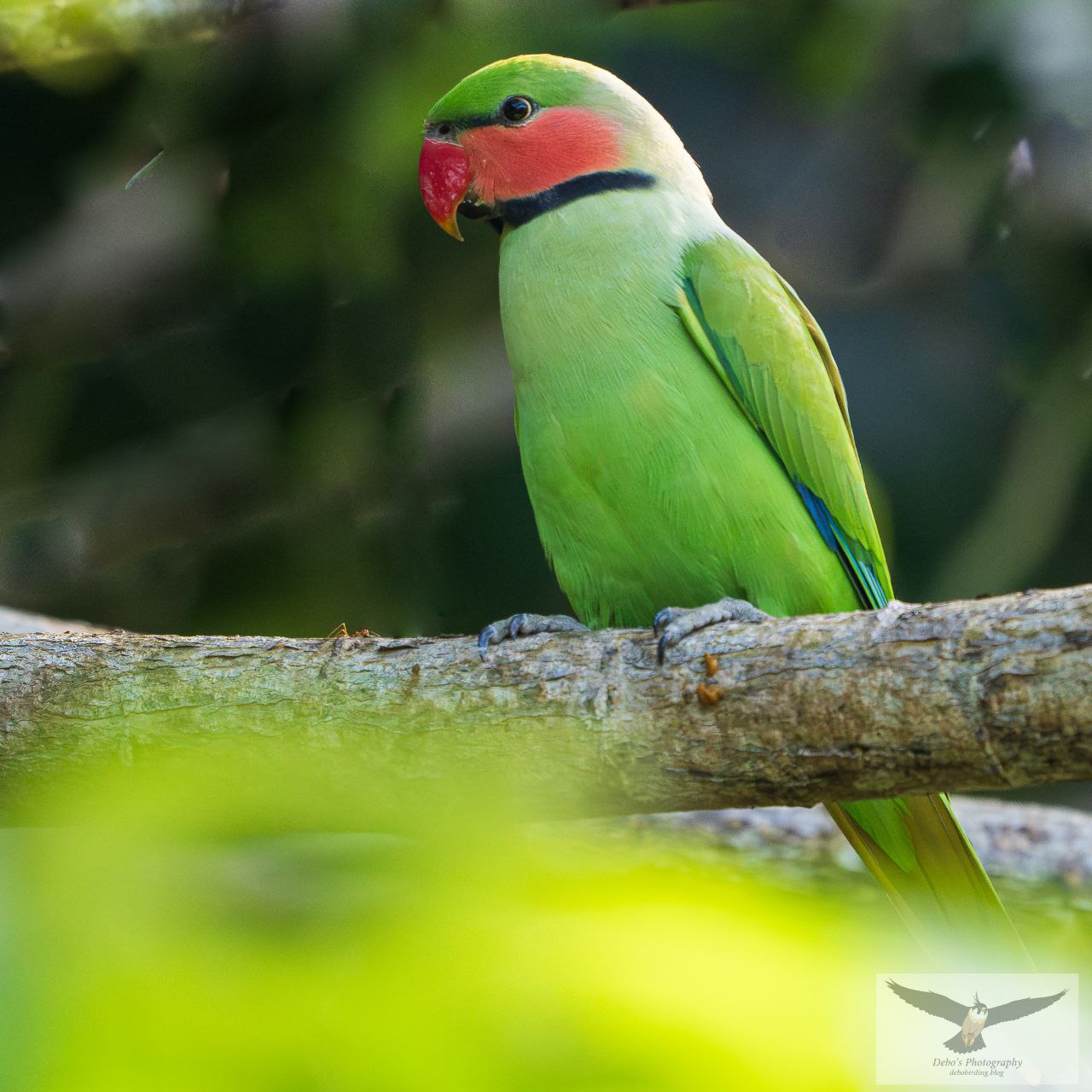 A vibrant Long-tailed Parakeet perched on a branch, showcasing its lime-green plumage and striking red facial markings.