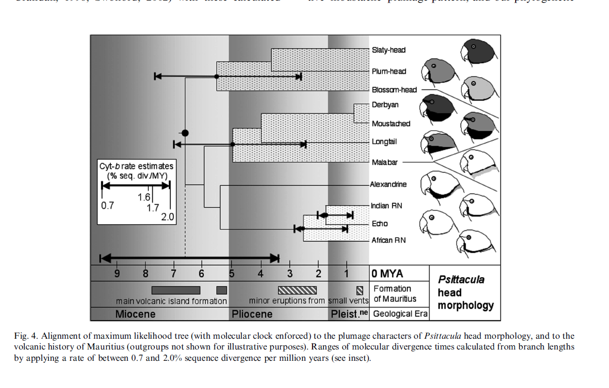 phylogenetic tree