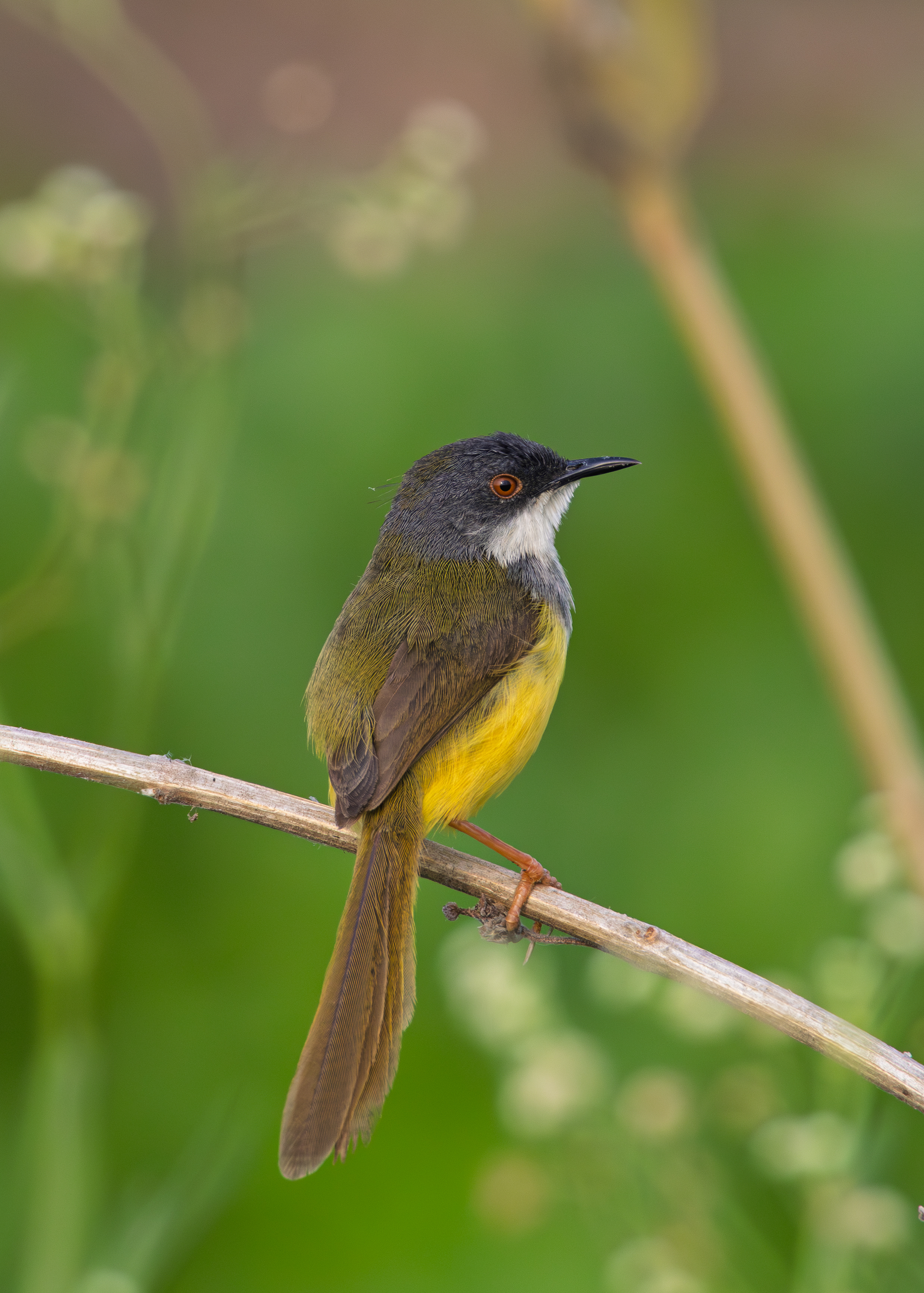 Yellow-bellied Prinia