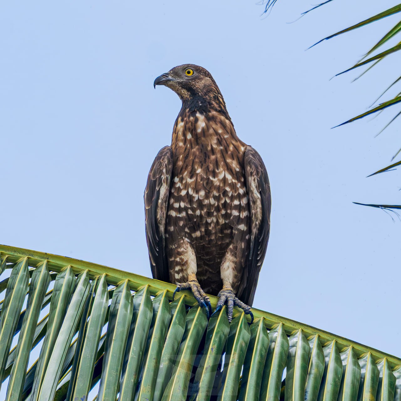 An Oriental Honey Buzzard looking down from a coconut tree