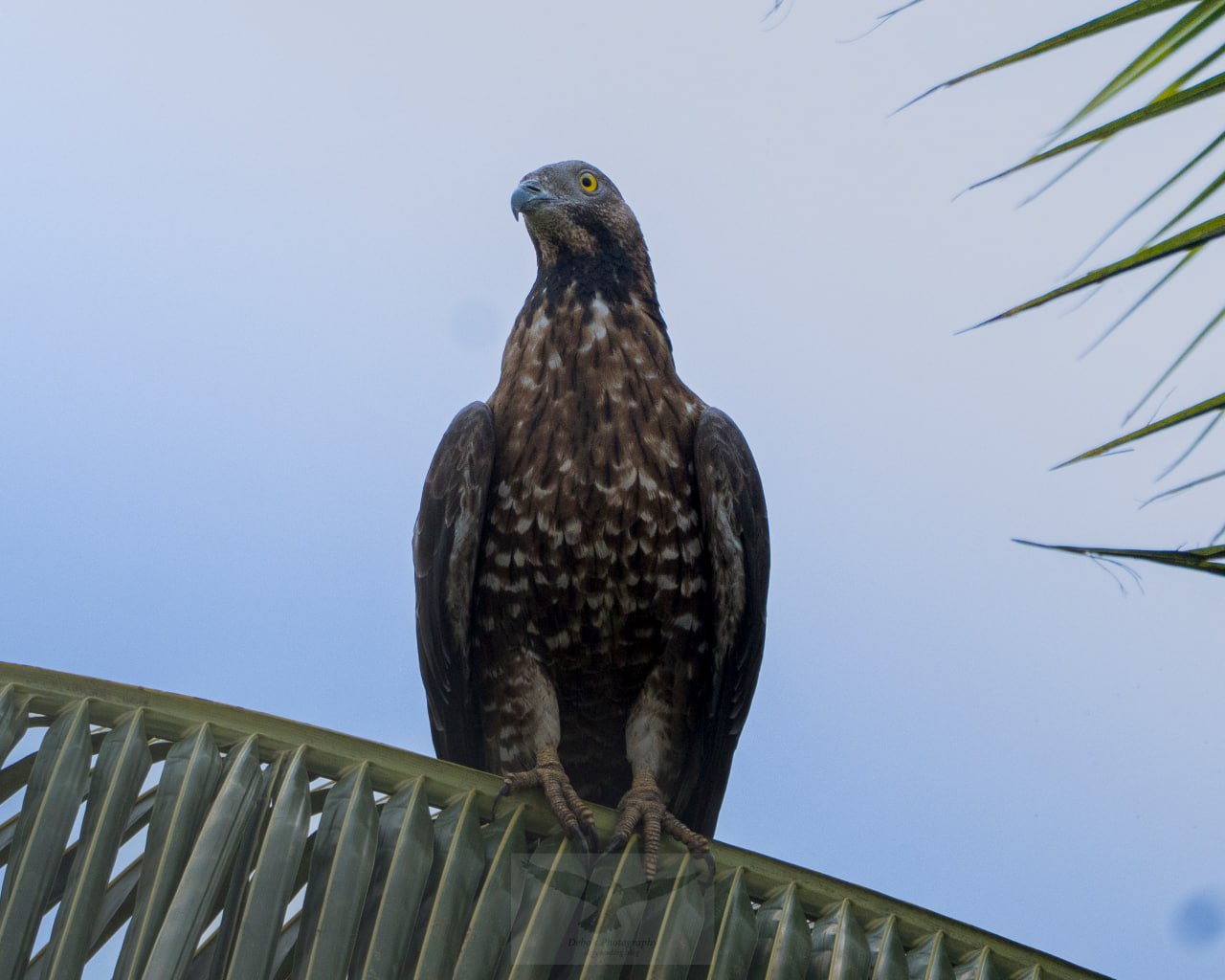 A clear profile view of the female Oriental Honey Buzzard showing its diagnostic yellow eye
