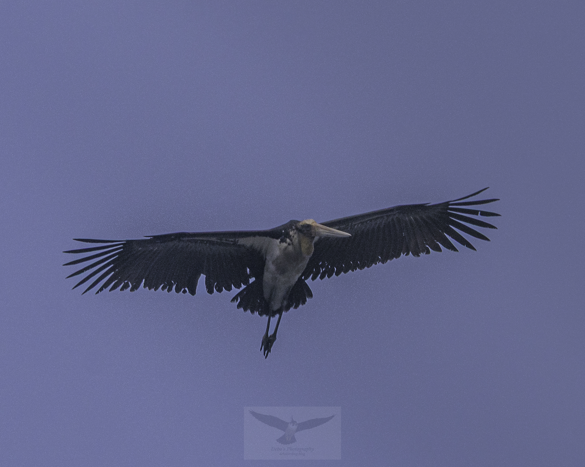 A Lesser Adjutant soaring through the sky in Diara