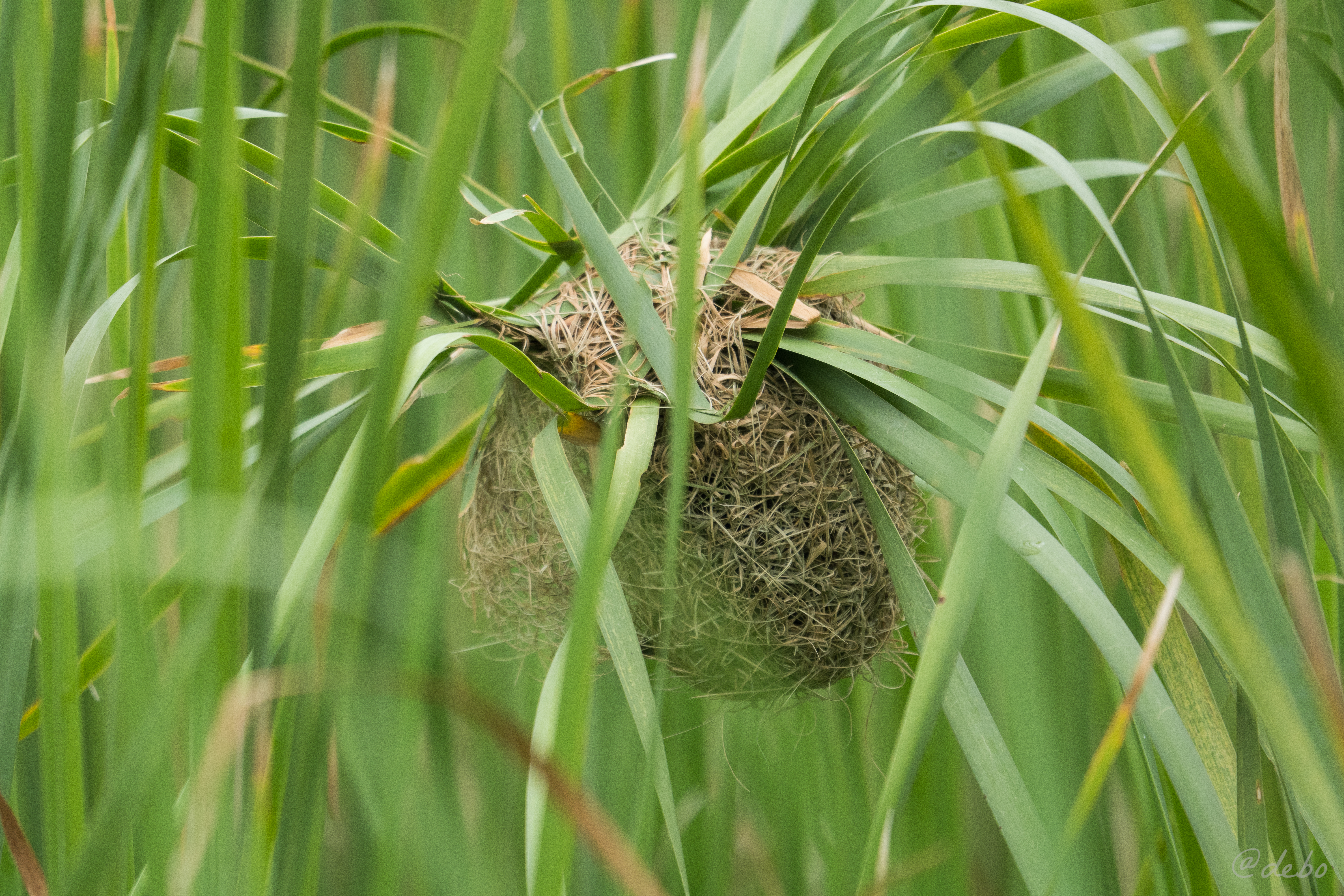 Nest Image