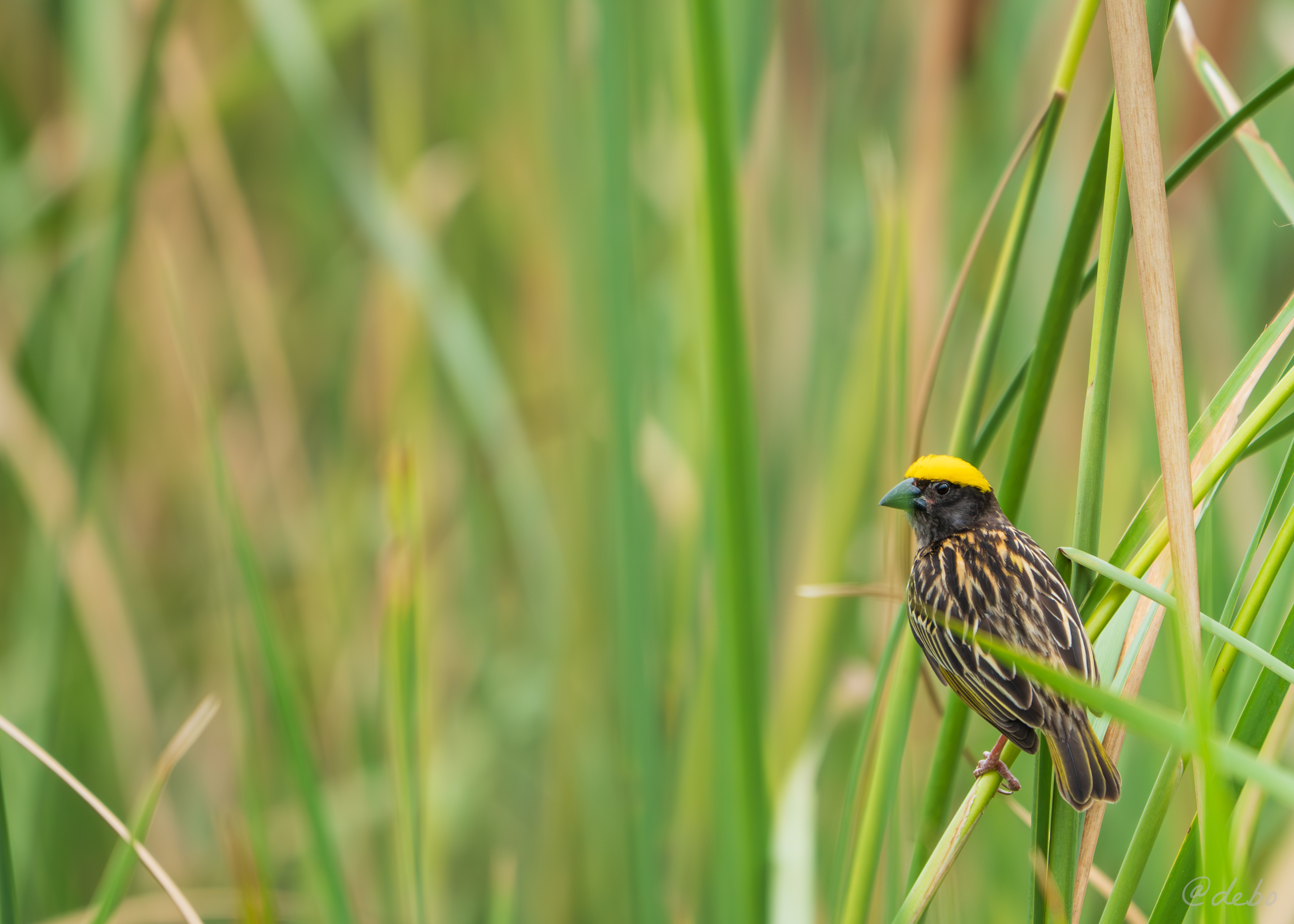 Streaked Weaver sitting on a grass